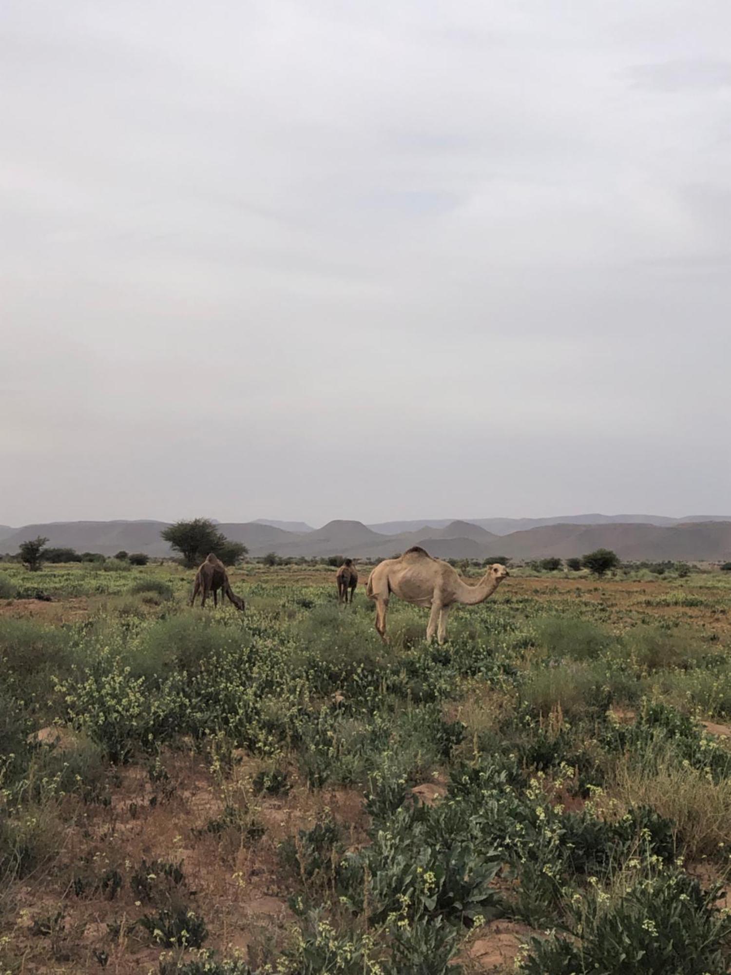 Dar Toda - Zagora Guest House Eksteriør billede